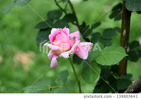 淡粉色的玫瑰花蕾 淡粉色的玫瑰花蕾 139803641