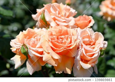 Roses Roses 139803661