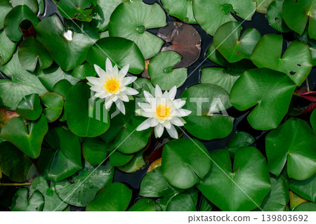 White flowers on the water's surface White flowers on the water's surface 139803692