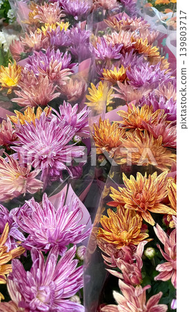 Beautiful bouquets of colorful striped purple and orange chrysanthemum flowers displayed at a market corner Beautiful bouquets of colorful striped purple and orange chrysanthemum flowers displayed at a market corner 139803717