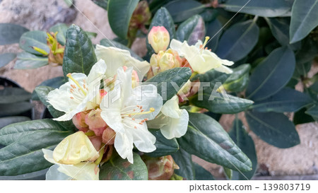 Beautiful white Caucasian rhododendron flowers blooming among dark green leathery leaves in spring Beautiful white Caucasian rhododendron flowers blooming among dark green leathery leaves in spring 139803719