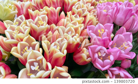 Bright background of dense artificial pink and bicolor yellow tulips with green leaves in close up 139803720