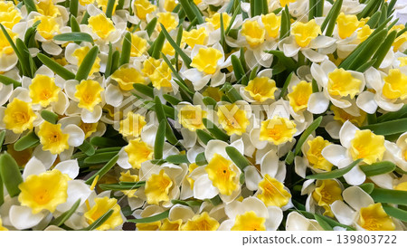 Bright background of dense artificial yellow and white daffodil flowers with green leaves in close up Bright background of dense artificial yellow and white daffodil flowers with green leaves in close up 139803722