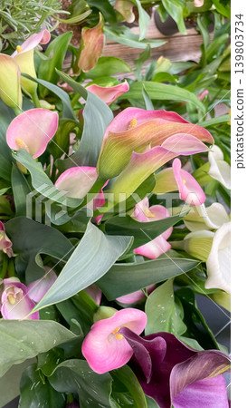 Elegant pink and purple Zantedeschia calla lily flowers blooming amidst lush green garden foliage Elegant pink and purple Zantedeschia calla lily flowers blooming amidst lush green garden foliage 139803734