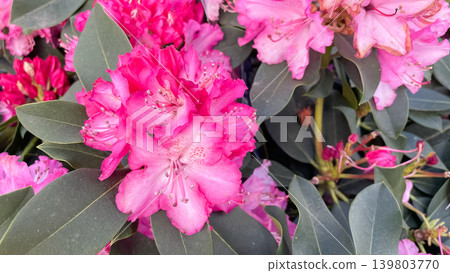 Vibrant pink Catawba rhododendron blossoms cluster beautifully among thick green evergreen leaves 139803770
