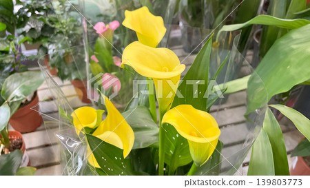 Vibrant yellow Zantedeschia calla lily flowers blooming beautifully in a commercial greenhouse or plant shop Vibrant yellow Zantedeschia calla lily flowers blooming beautifully in a commercial greenhouse or plant shop 139803773