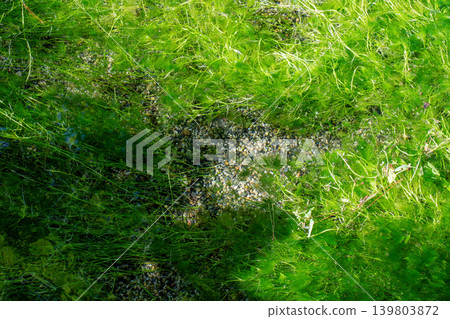 A green carpet underwater A green carpet underwater 139803872