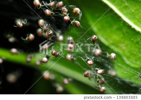 Baby orb-weaver spiders of the Araneidae family hatching in droves on the underside of leaves (Japanese spiders, arthropod ecology macro photography) 139803885