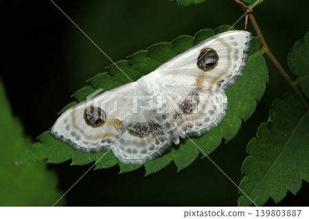 A beautiful adult of the two-eyed white geometrid moth with black eye markings and golden petals on a white background (Strobe macro photography of insects in Japanese nature). A beautiful adult of the two-eyed white geometrid moth with black eye markings and golden petals on a white background (Strobe macro photography of insects in Japanese nature). 139803887