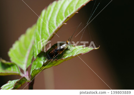 A nymph of the small black cockroach on a new tree bud (Macro photography of insect ecology in an outdoor field in Japan) A nymph of the small black cockroach on a new tree bud (Macro photography of insect ecology in an outdoor field in Japan) 139803889