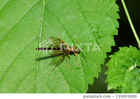 A beautiful male *Ophioglossum spp.* wasp on the green leaves of a mountain in Japan (Macro photography of insect ecology in an outdoor field in Japan) A beautiful male *Ophioglossum spp.* wasp on the green leaves of a mountain in Japan (Macro photography of insect ecology in an outdoor field in Japan) 139803890