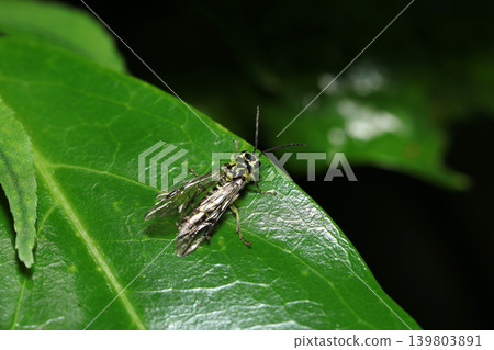 Adult *Macrophthalmus nigricans* on the green leaves of a Japanese forest (Strobe macro photography of Japanese natural insect ecology) Adult *Macrophthalmus nigricans* on the green leaves of a Japanese forest (Strobe macro photography of Japanese natural insect ecology) 139803891