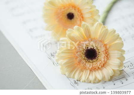 Romantic Tender background with Gerbera Flowers on Sheet Music Backdrop Romantic Tender background with Gerbera Flowers on Sheet Music Backdrop 139803977