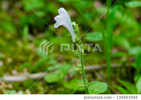 白辰波的開花 白辰波的開花 139803988