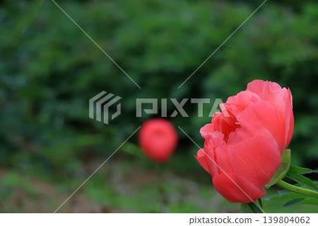 Japanese style beauty standing Japanese style beauty standing 139804062
