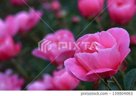 Japanese style beauty standing Japanese style beauty standing 139804063
