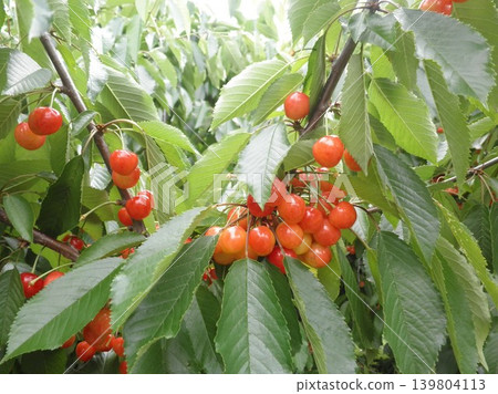 A bountiful harvest of cherries A bountiful harvest of cherries 139804113