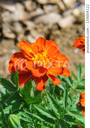 Marigold Marigold 139804122