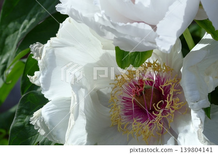 讓你感覺到女性化的花朵 讓你感覺到女性化的花朵 139804141