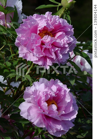 讓你感覺到女性化的花朵 讓你感覺到女性化的花朵 139804144