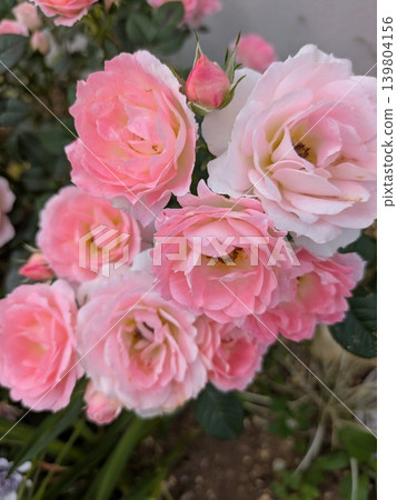 Spring Rose Spring Rose 139804156