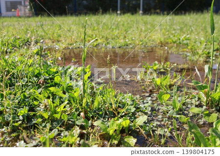 Puddles in the grass after the rain and green weeds sparkling in the sunlight. Puddles in the grass after the rain and green weeds sparkling in the sunlight. 139804175