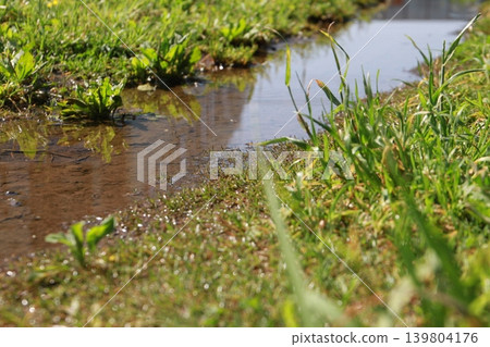 Puddles in the grass after the rain and green weeds sparkling in the sunlight. Puddles in the grass after the rain and green weeds sparkling in the sunlight. 139804176
