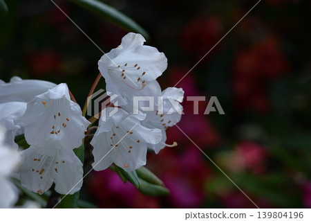 花和樹的女王 花和樹的女王 139804196