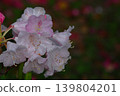 Queen of flowers and trees 139804201