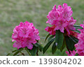Queen of flowers and trees 139804202
