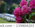 Queen of flowers and trees 139804203