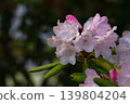 Queen of flowers and trees 139804204