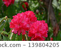 Queen of flowers and trees 139804205