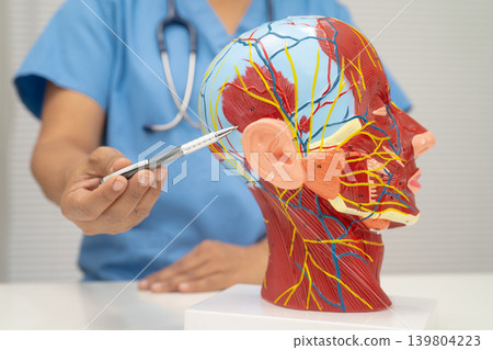 Asian doctor with half head and neck with vessels model. Asian doctor with half head and neck with vessels model. 139804223