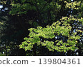 Green Moe 139804361