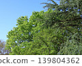 Green Moe 139804362