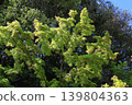 Green Moe 139804363