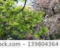 Green Moe 139804364