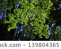 Green Moe 139804365