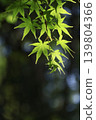 Green Moe 139804366
