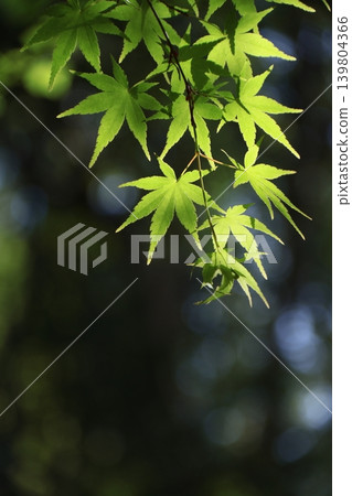 綠色萌 139804366