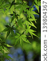 Green Moe 139804367