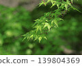 Green Moe 139804369