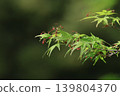 Green Moe 139804370