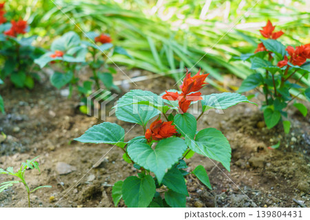 Salvia 139804431