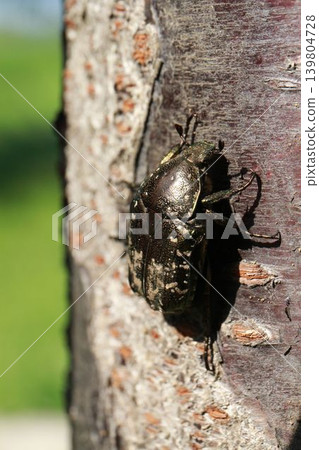 A close-up of a flower beetle (Cetonia aurata) perched on a tree trunk, basking in the summer sun. 139804728