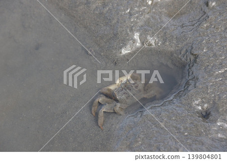 Small crabs hiding in the mud and puddles of the tidal flats of the Edogawa floodway in Chiba Prefecture. 139804801