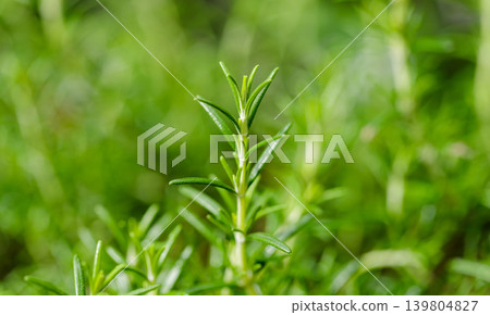 一張令人耳目一新的植物照片,以微距鏡頭捕捉了迷迭香枝條的尖端。 一張令人耳目一新的植物照片,以微距鏡頭捕捉了迷迭香枝條的尖端。 139804827