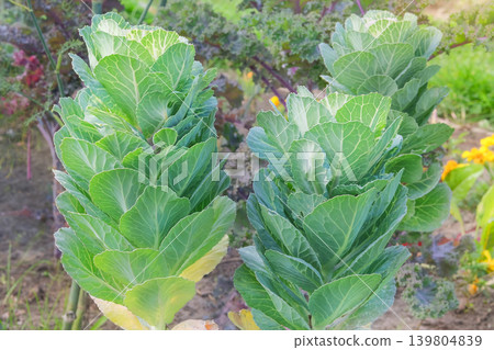 Cabbage for salad are planted in village garden. Growing green cabbages in cottage garden. Organic plantation. Sunny day. Cabbage for salad are planted in village garden. Growing green cabbages in cottage garden. Organic plantation. Sunny day. 139804839
