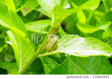 雨後，一隻蝸牛爬上了繡球花鮮嫩茂盛的莖幹。 139804845